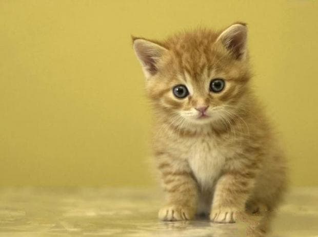 如何与你的猫建立感情
