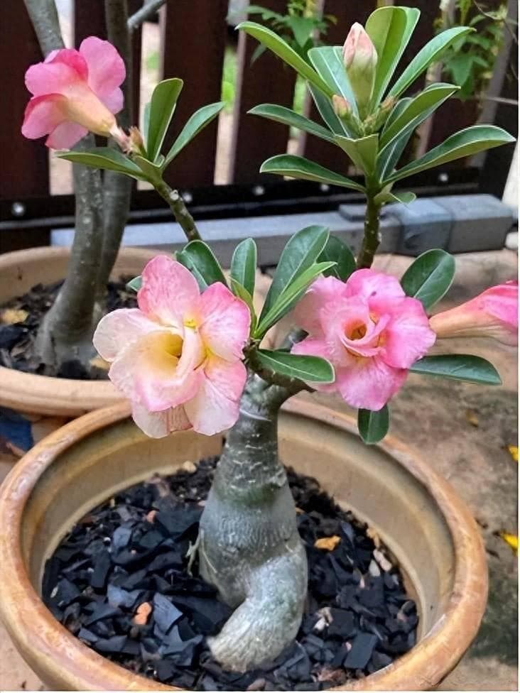 三种常见花卉的提根技巧：让根系如八爪鱼般繁茂，快速养成老桩