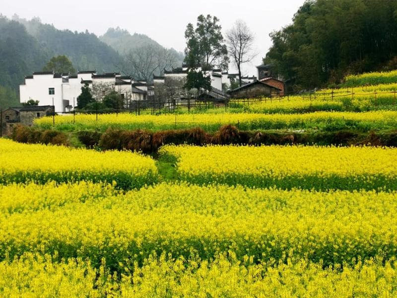 婺源油菜花周末两日游全攻略：散客与自驾游路线详解