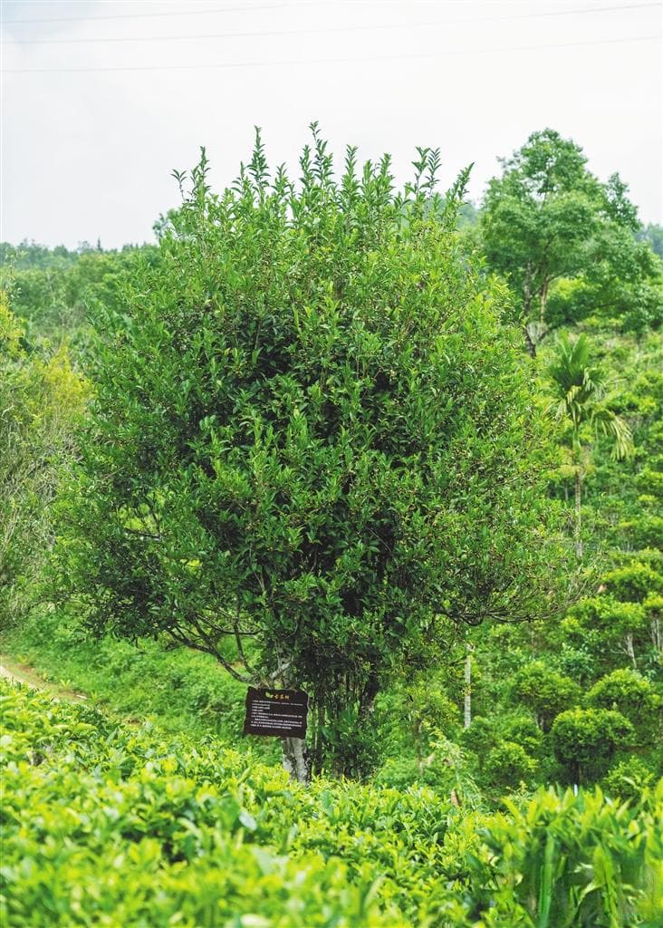 海南野生古茶树：从雨林深处走向世界