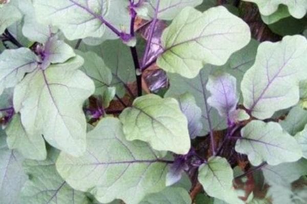茄子开花不结果的原因及解决方法