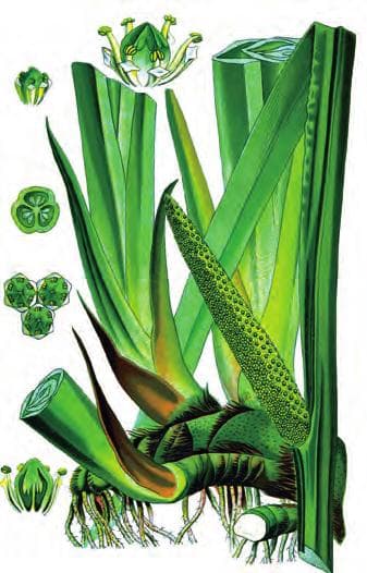 菖蒲的多重价值：从水质净化到端午文化