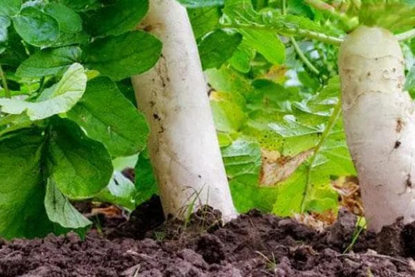 白萝卜种植方法和时间几月播种？