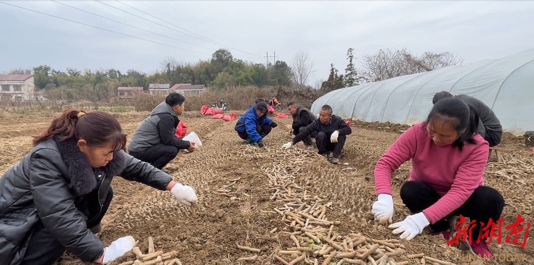 打开“葛”局，致富有“根”！ 桃江学哥生态种养家庭农场种植葛根增加村民收入