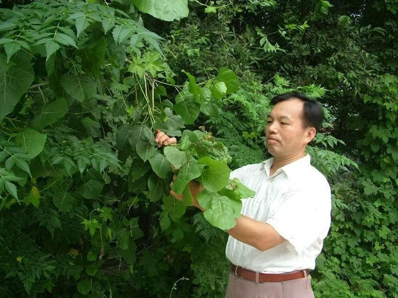 菏泽市林业局首席专家王海明：生态文明的守护者