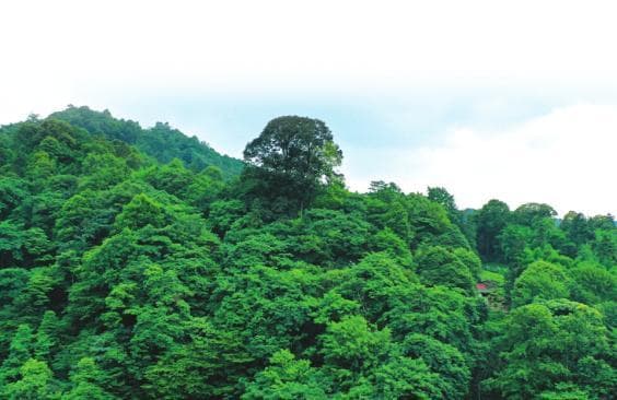 2600多岁！四川最老“树王”在雅安