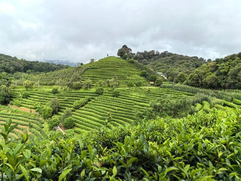 普洱茶香 富了山乡