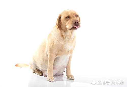 狗狗怀孕全攻略：15个关键迹象与护理要点