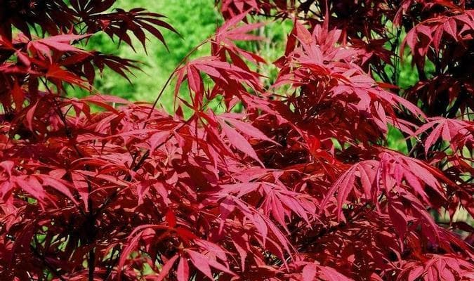 红枫种植指南：从选址到养护的全方位攻略