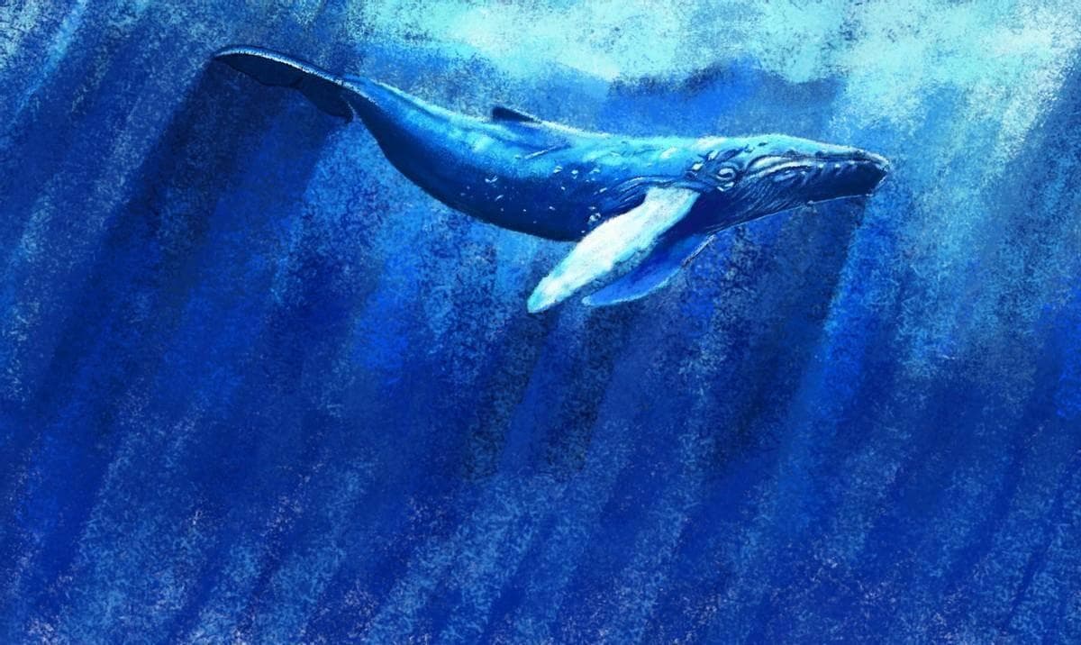 海洋中的生物形态各异，甚至很多特异功能，鲸鱼喷水就非常壮观