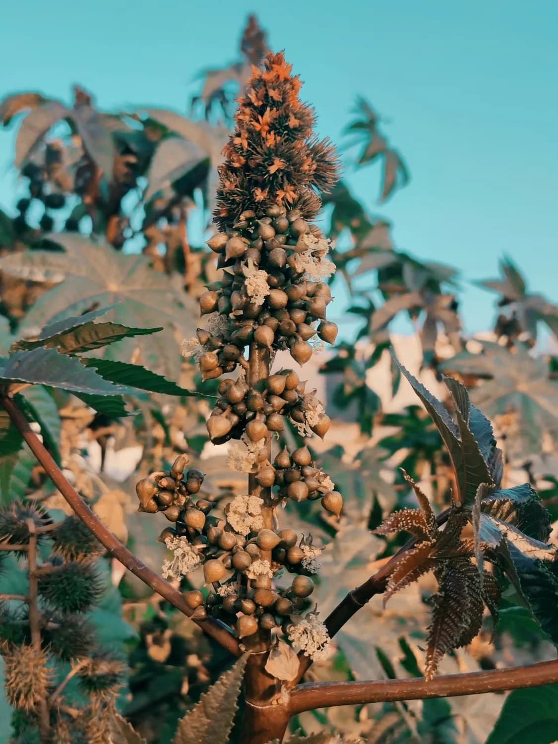 墨西哥科学家新发现：野生蓖麻油可制生物柴油，助力绿色能源转型