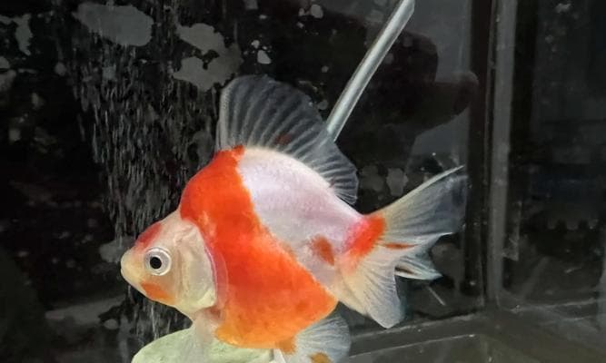 如何分辨金鱼的性别？（金鱼的性别特征及判断方法）