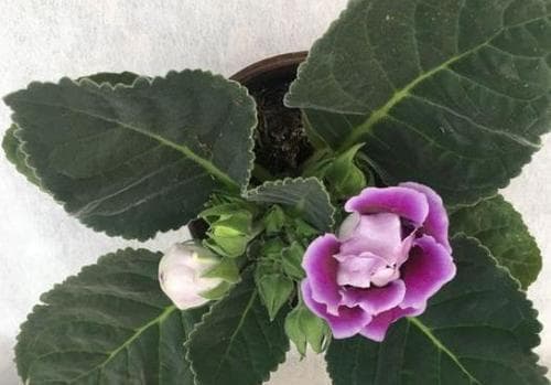 如何科学浇水大岩桐（大岩桐的浇水时间和方法详解）