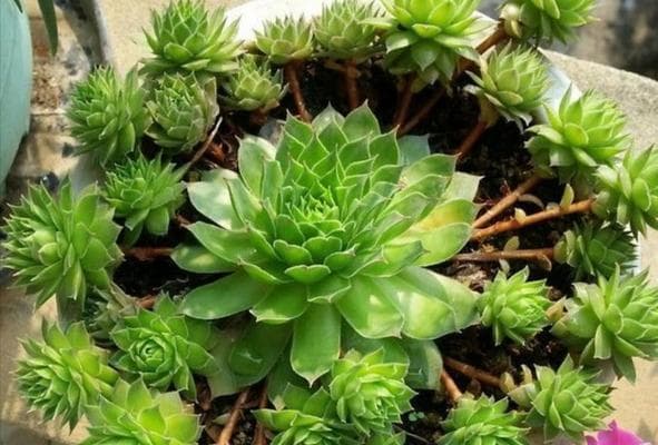 多肉植物生长环境条件及特点（探究多肉植物生长的秘密，从环境到特点全面解析）