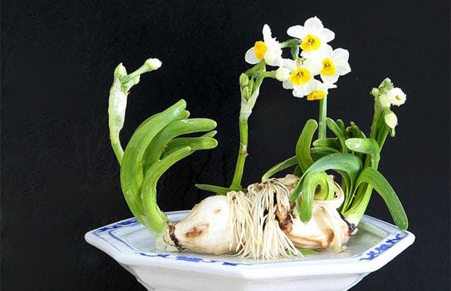 水仙怎么养在水里？土培水仙花养殖方法？