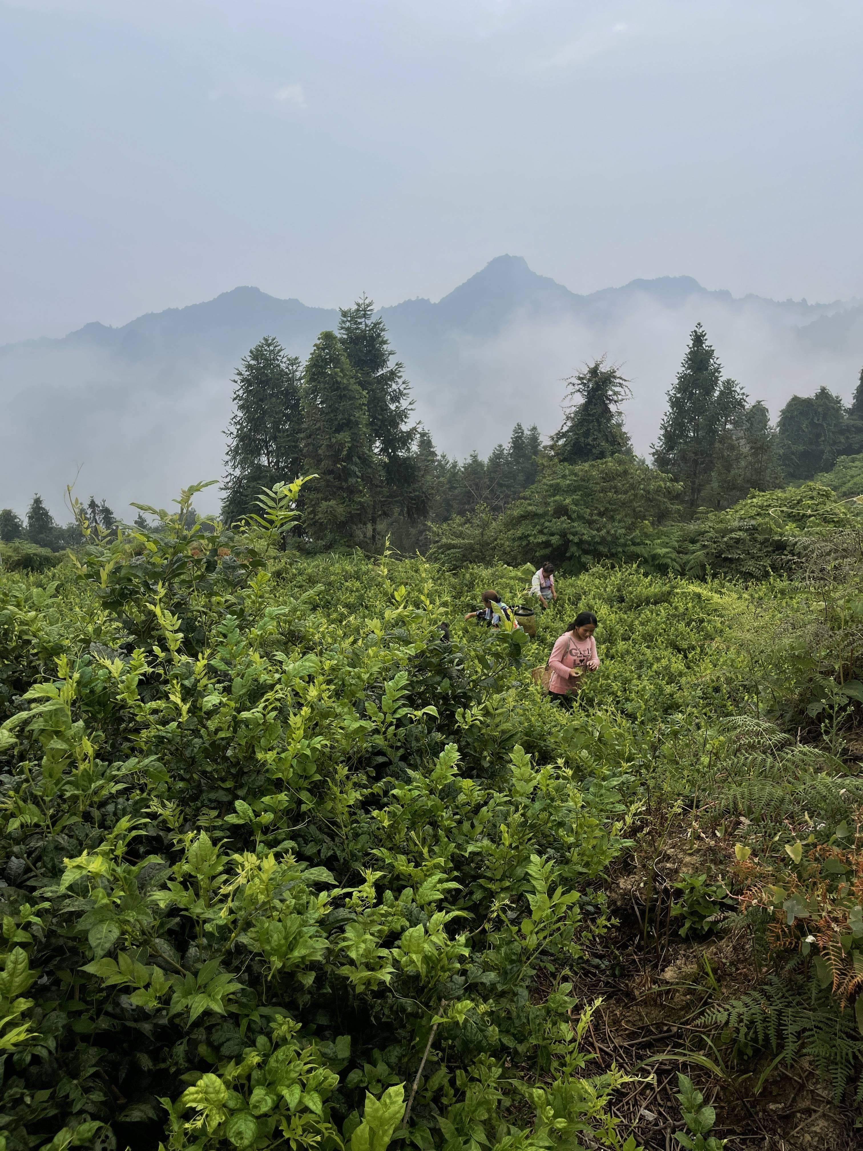 莓茶怎么泡，莓茶的正确冲泡方式