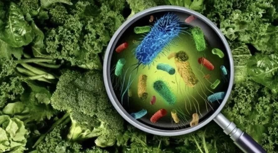 食品安全科普：食品中的致病菌沙门氏菌