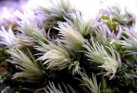 40种苔藓植物图鉴：从地钱到泥炭藓的植物世界