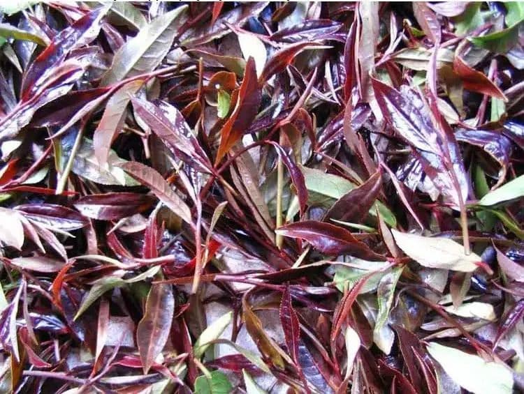 云南西双版纳紫娟茶——诠释紫色魅力与健康密码的普洱新贵
