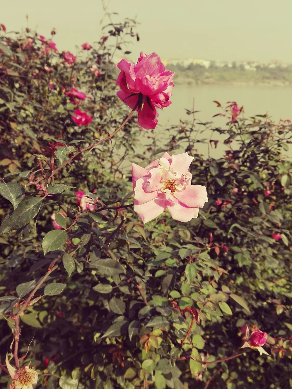 蓉宝带火成都熊猫经济，花花成顶流
