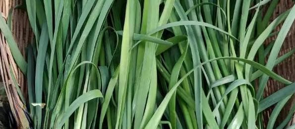 韭菜检测项目及质量检验标准详解