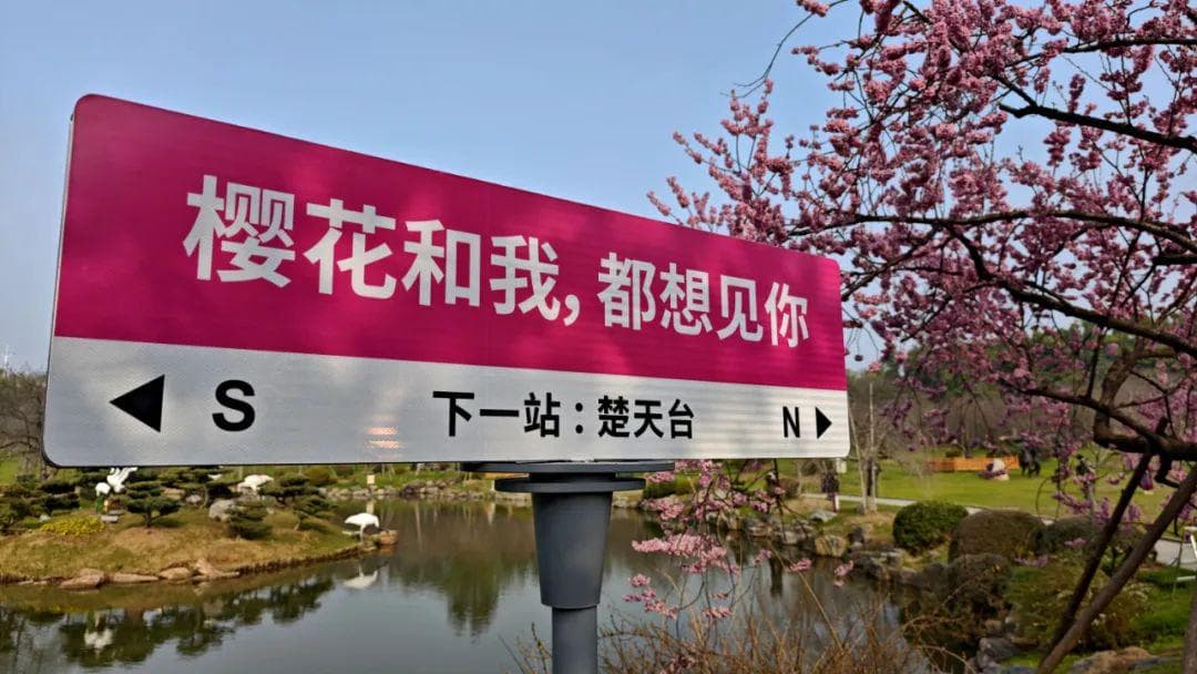 收藏！武汉公交赏樱最全攻略来了