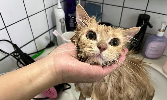 小猫洗澡全指南：如何为宠物小猫提供舒适的洗澡体验