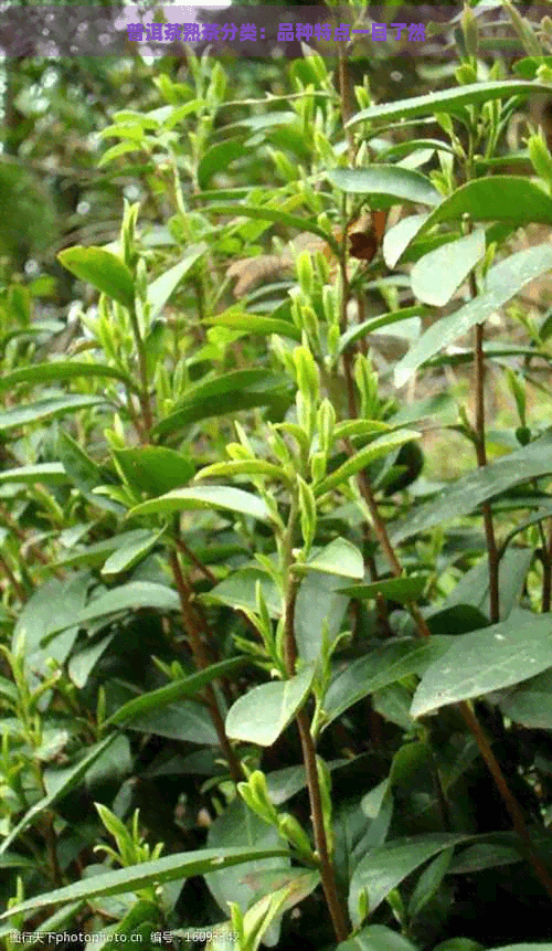 普洱茶熟茶分类：品种特点一目了然