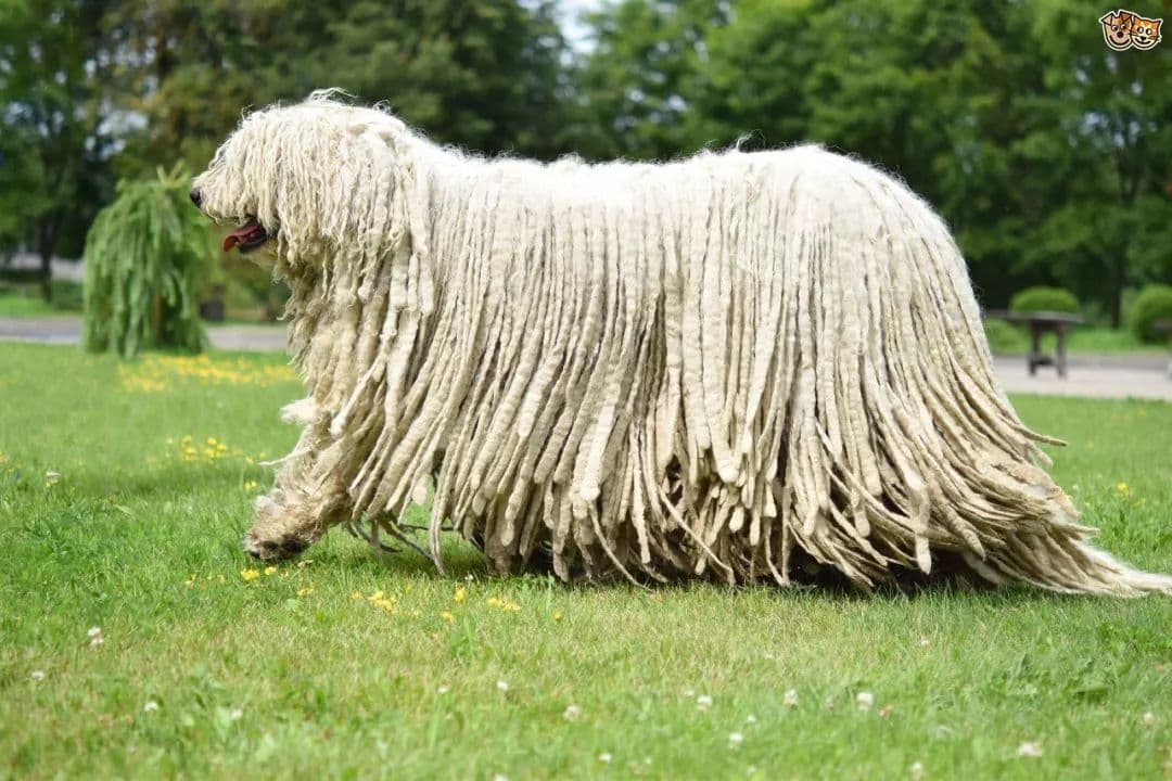 一头奔跑的拖把-可蒙犬