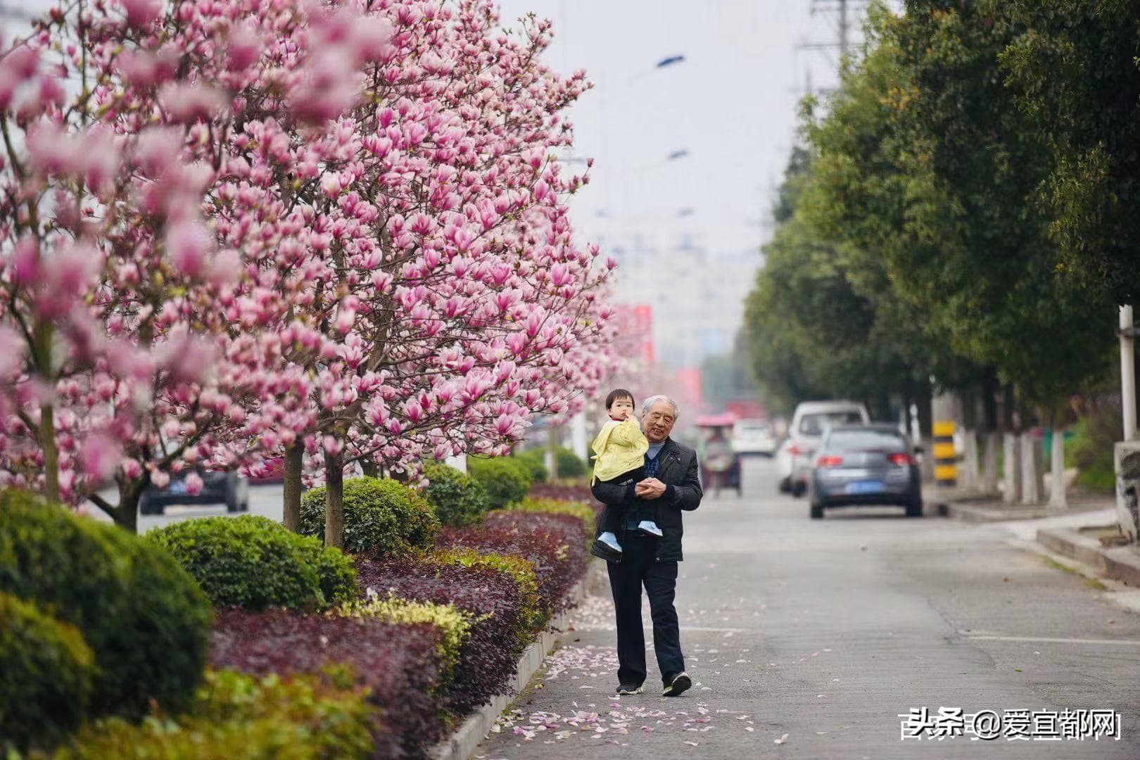 玉兰花为什么又叫辛夷（辛夷花和玉兰花的区别）