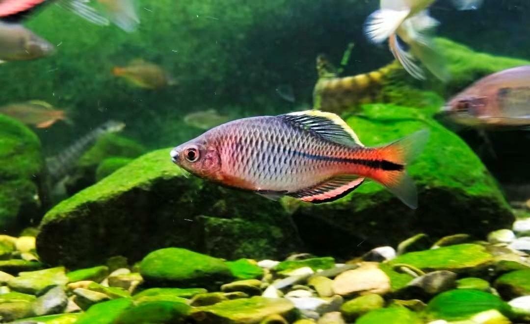新手养鱼：原生鱼观赏鱼这样选