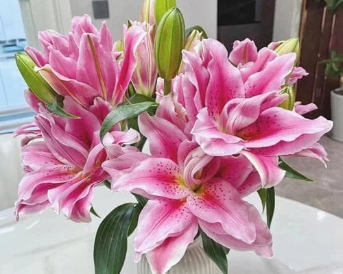 粉色百合花语：探索粉色百合所传递的情感和意义