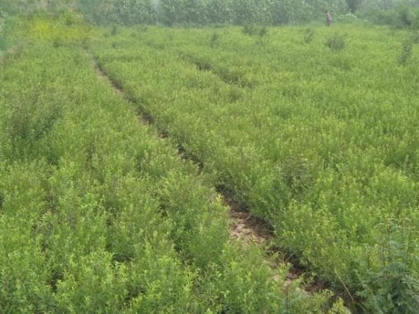 文冠果育苗及栽植技术详解
