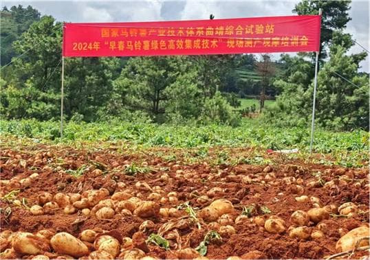 宣威市丘陵山区早春马铃薯亩产突破5685公斤，机械化绿色技术助力农业增效