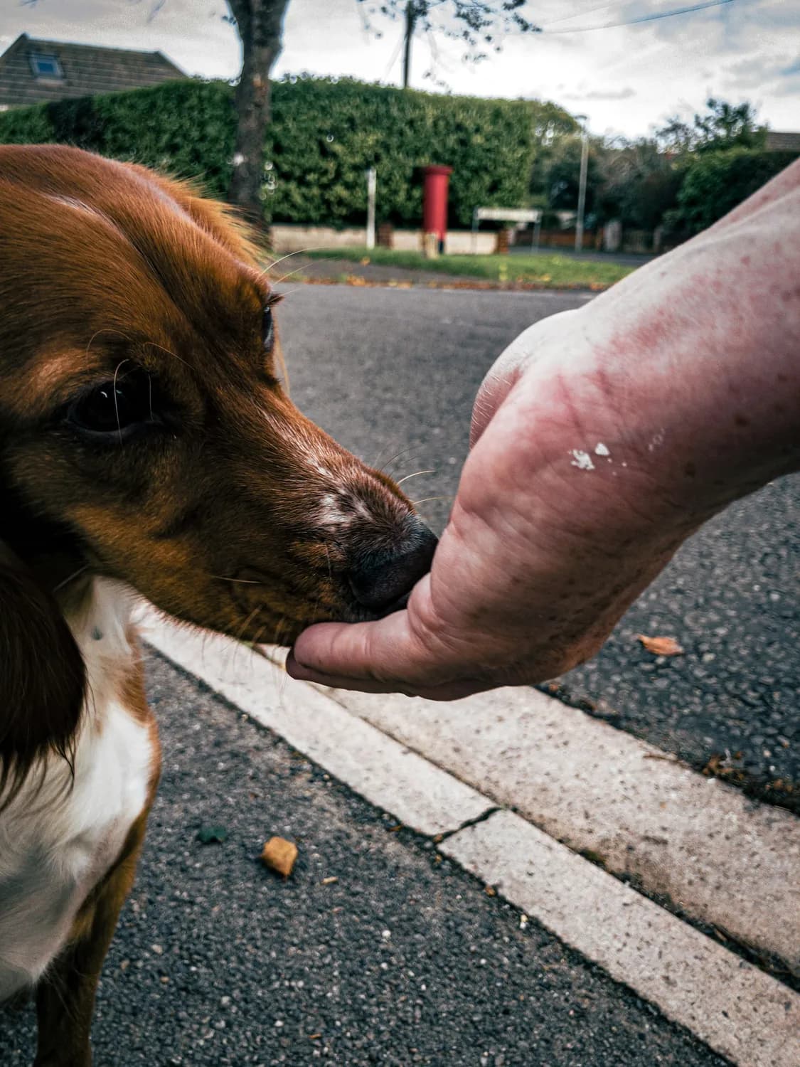 狂犬疫苗接种全攻略：从伤口处理到注意事项