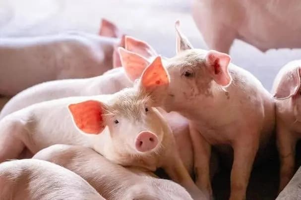猪流行性腹泻的流行特征、发病原因、临床诊断方法及防治措施
