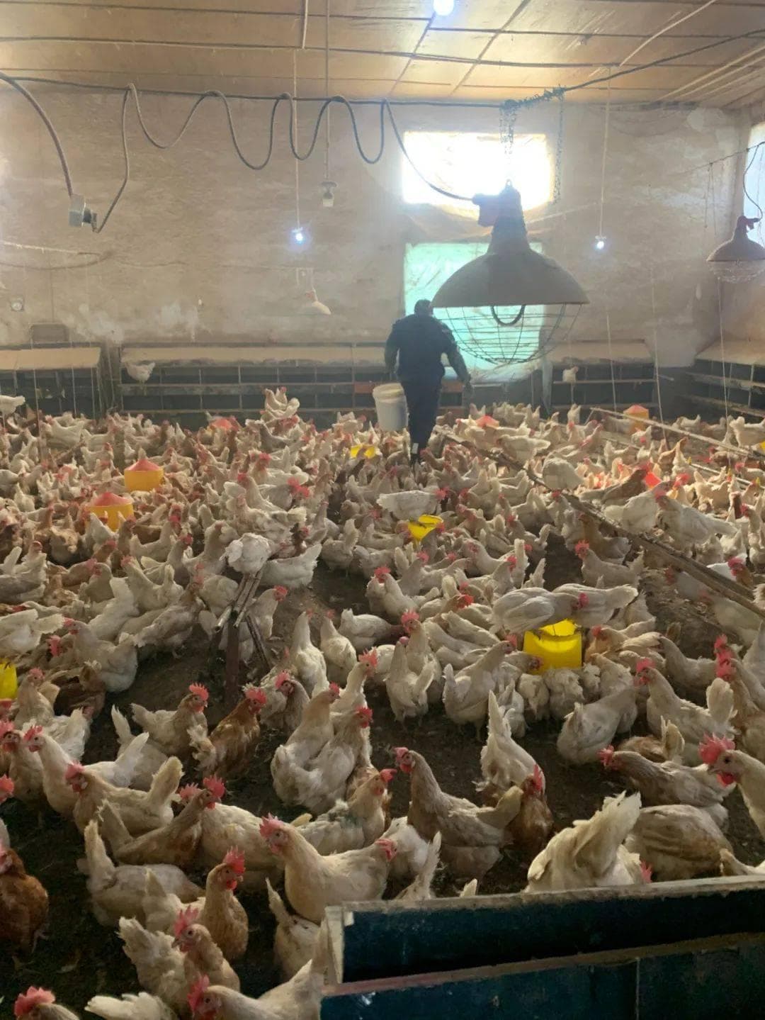 发酵饲料在禽类养殖中的巨大作用：提高健康与生产效益的理想选择