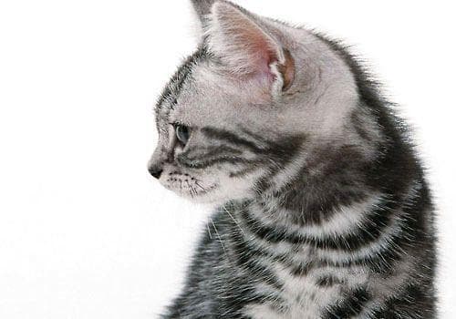猫咪被毛系统的基本知识