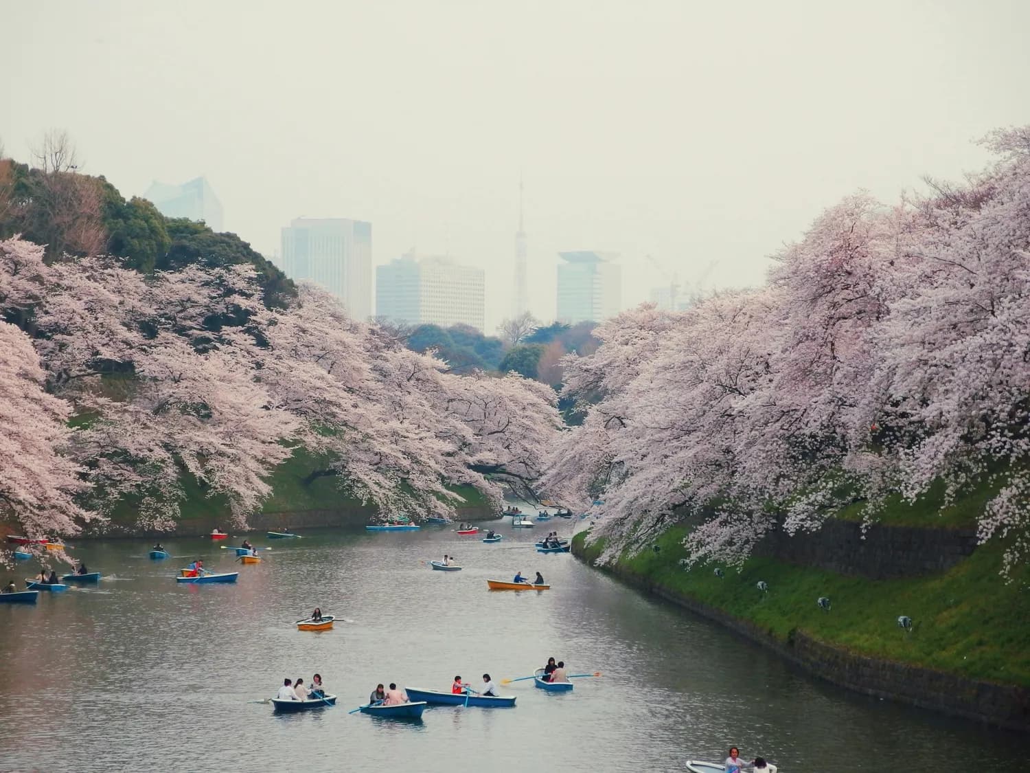 东京目黑川樱花季：3月下旬至4月初，800棵樱花树绽放4公里长隧道