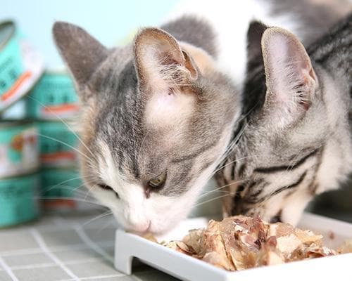 猫咪如何有效消除吃零食的负面影响