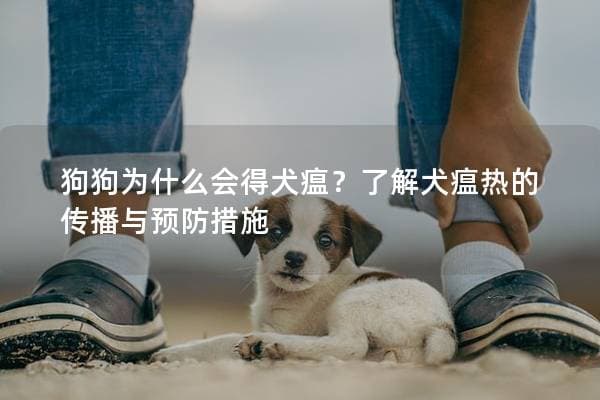 狗狗为什么会得犬瘟？了解犬瘟热的传播与预防措施