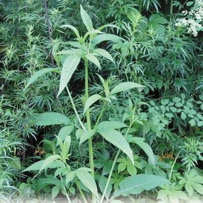 续断：一种常见的中药材