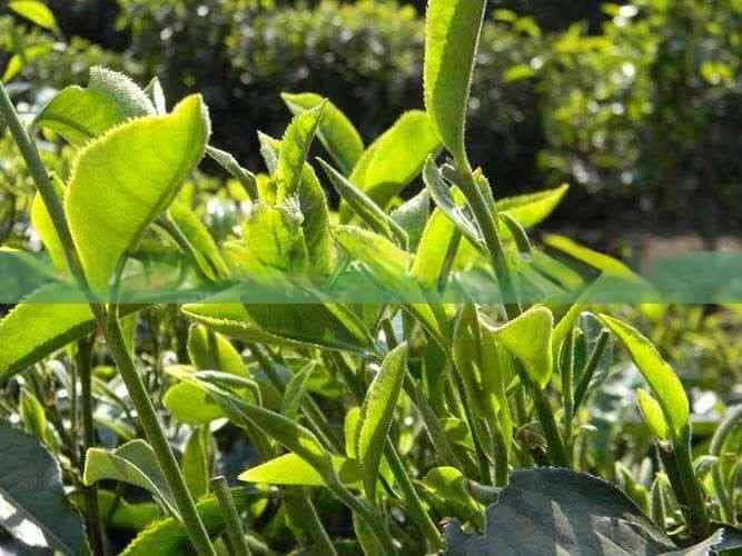 晨尿颜色像红茶，饮水后无变化？解析尿液颜色与健康的关系及改善建议