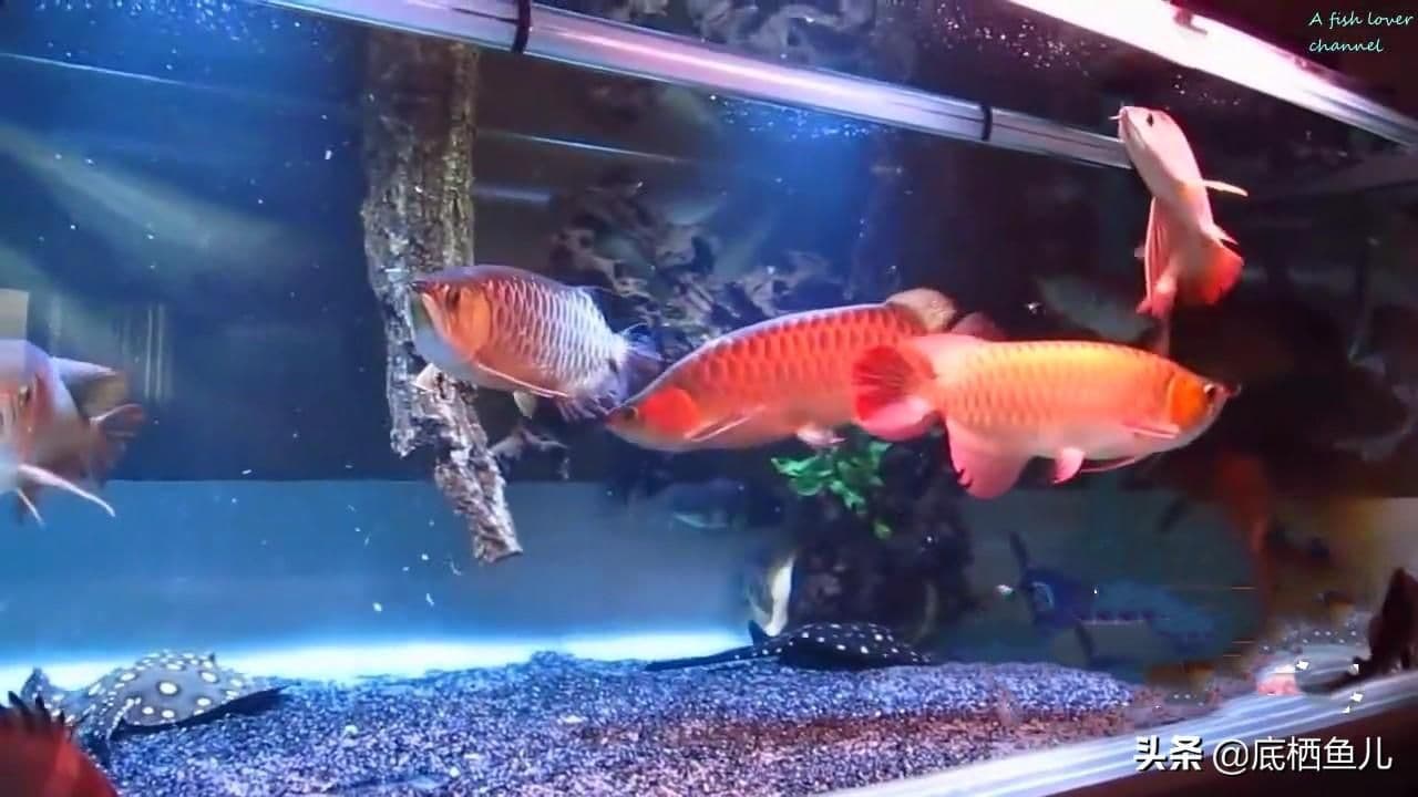 如何避免两条龙鱼持续打架？饲养者必看的预防与处理技巧