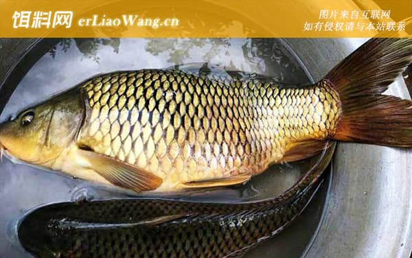 冬天钓鲤鱼用什么饵料最好？哪种饵料味型_腥饵还是香饵好？