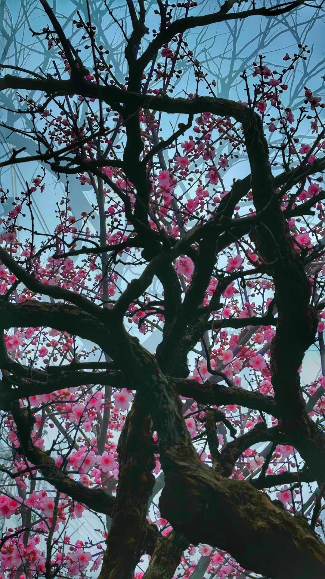 老上海春俗：花朝节