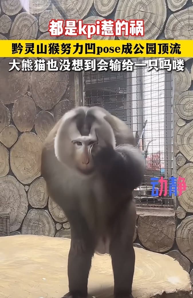 黔灵山"网红猴"走红：噘嘴、眯眼、抬眉，一整套模特范儿太抢镜