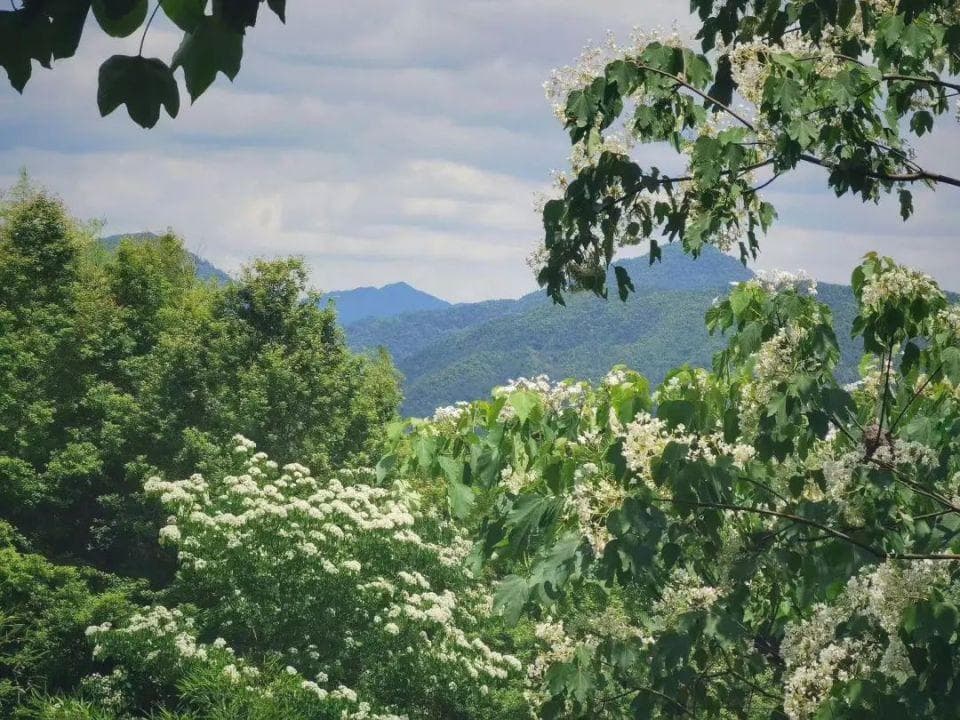 浙江最美林海公路，短短20公里如同穿梭在绿野仙踪，看尽江南山水精华！