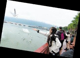 红嘴鸥“先头部队”抵昆，观鸥季比往年提前半月