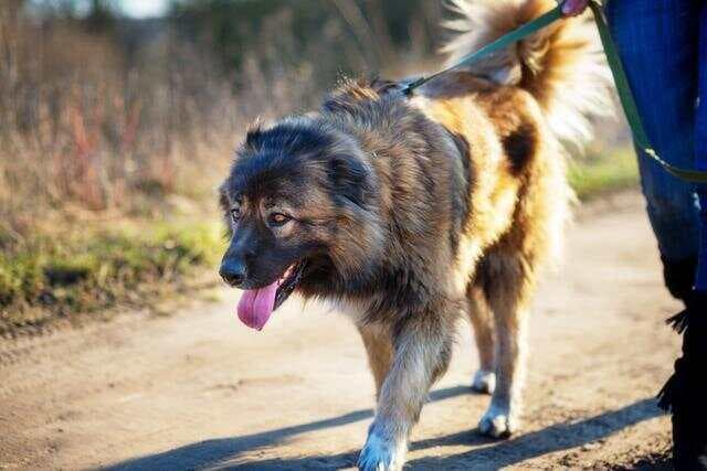 高加索犬：忠诚巨兽的全面解析及饲养指南